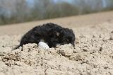 CHIEN FINNOIS DE LAPONIE 025